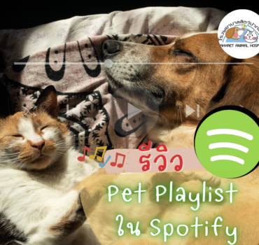 รีวิว pet playlist ใน spotify