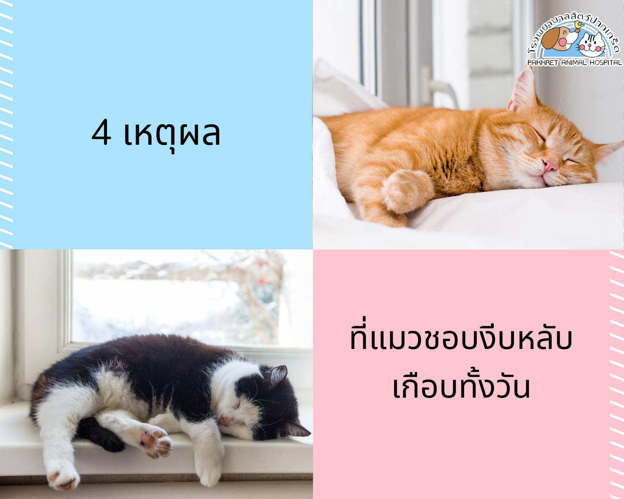 4 เหตุผลที่แมวชอบงีบหลับเกือบทั้งวัน