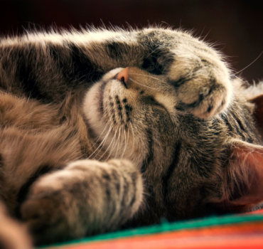 4 เหตุผลที่แมวชอบงีบหลับเกือบทั้งวัน 