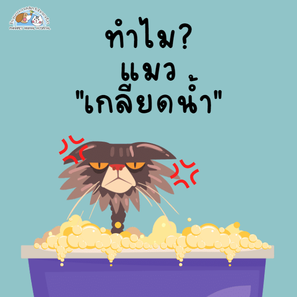 ทำไมแมวจึงเกลียดน้ำ