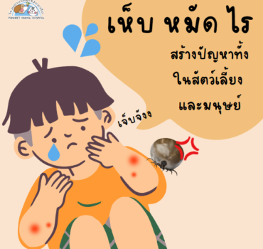  นอกจากเห็บ หมัด ไรจะอันตรายต่อมนุษย์แล้ว ยังอันตรายต่อสัตว์เลี้ยงของเราด้วย