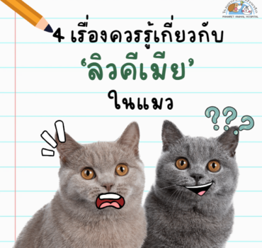 4 เรื่องควรรู้เกี่ยวกับลิวคีเมียในแมว
