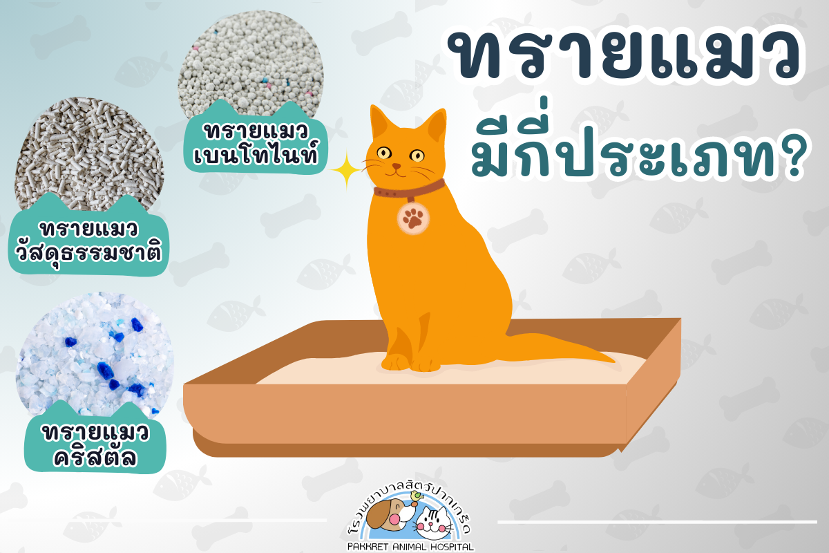 How to choose litter box for cats.