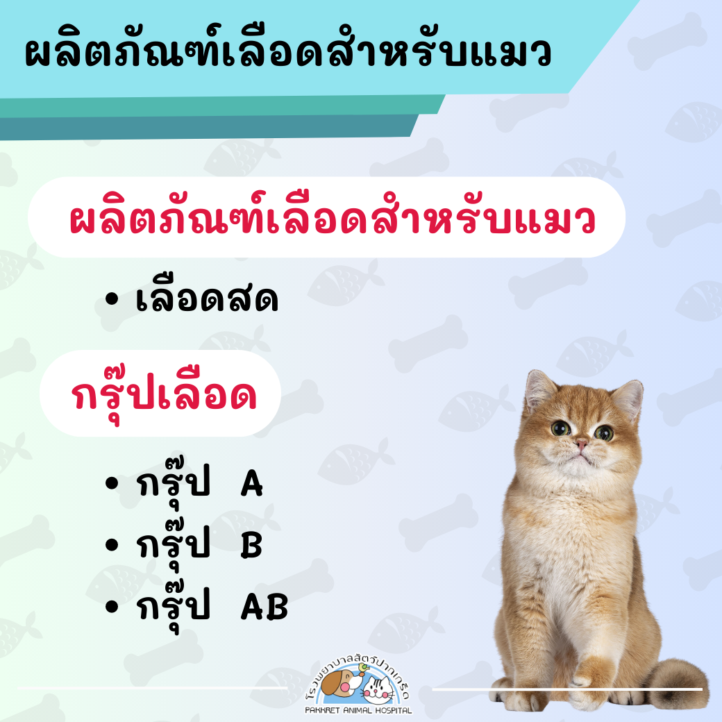 Cat Blood