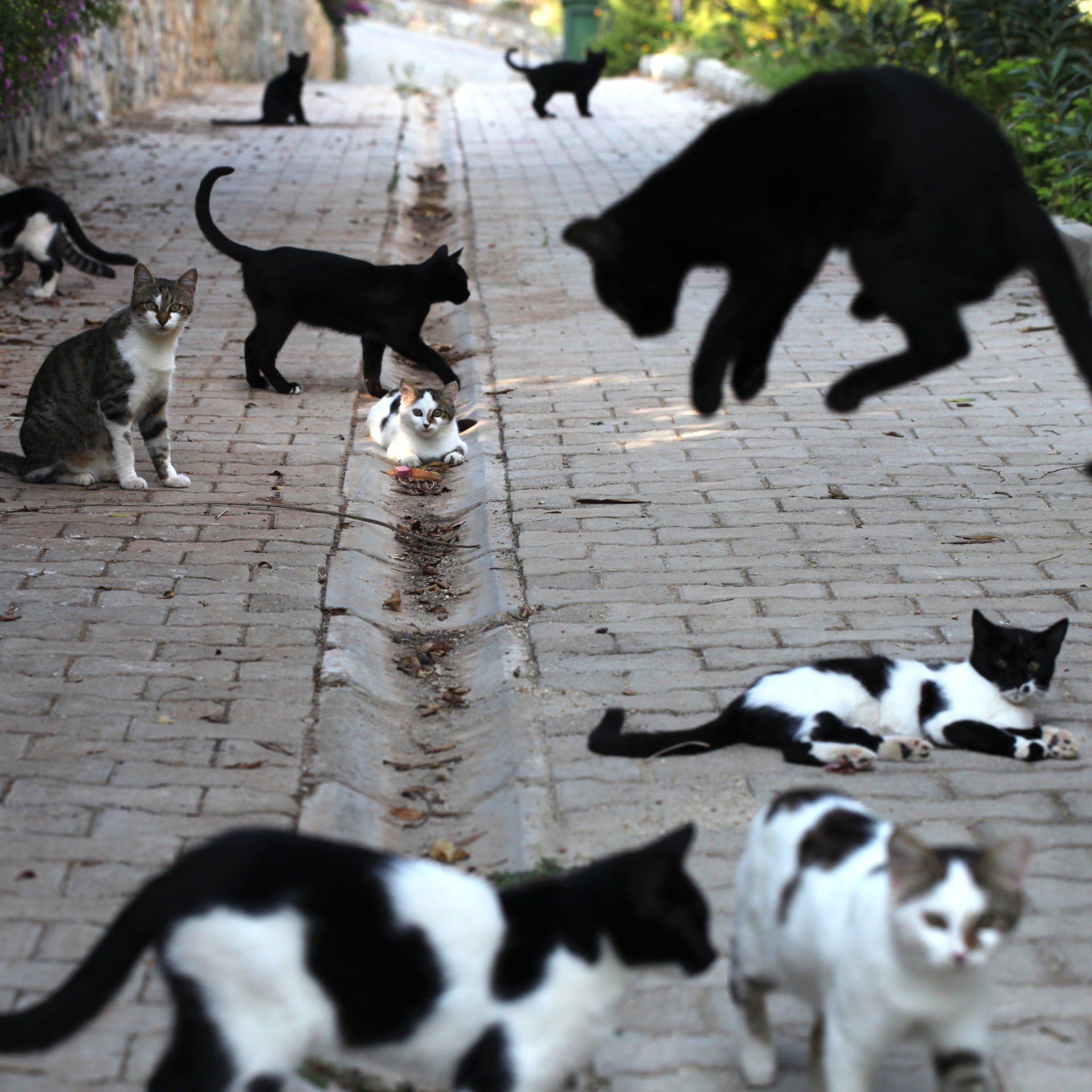 street cat 2