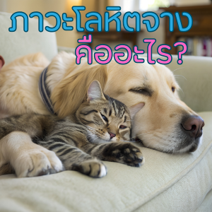 ภาวะโลหิตจาง