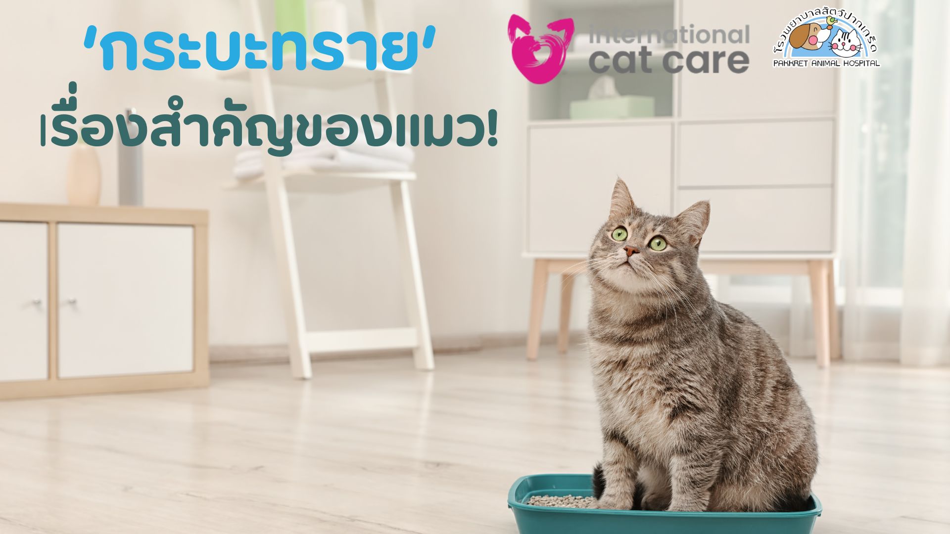 กระบะทรายแมว