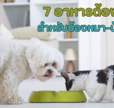 อาหารที่น้องหมาน้องแมวกินไม่ได้