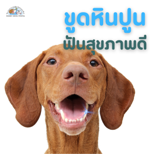 อันตรายจากหินปูนในสุนัขที่เจ้าของไม่ควรมองข้าม