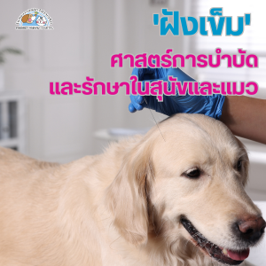 ฝังเข็มสุนัขและแมว